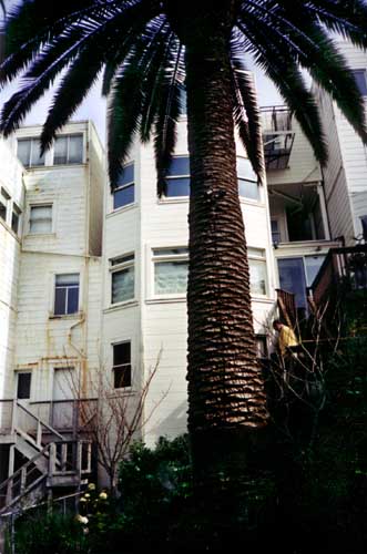 Before, backyard with palm tree